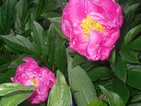 08.06.2010 008.webp