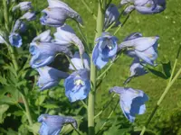 08.06.2010 019.webp