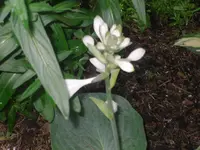 08.06.2010 034.webp