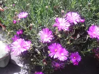 08.06.2010 046.webp