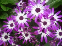 08.06.2010 048.webp