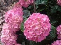 08.06.2010 054.webp