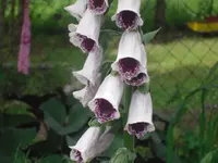 08.06.2010 059.webp