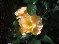 08.06.2010 072.webp
