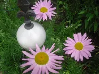 08.06.2010 075.webp
