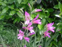 08.06.2010 076.webp