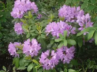 08.06.2010 078.webp