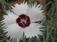 IMG_pfingstnelke_1024x768.webp