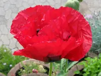 IMG_pauls glory_1024x768.webp
