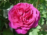 DSC01816.webp