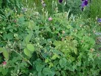 DSC01824.webp