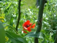 DSC01827.webp