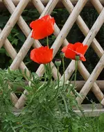 Mohn3.webp