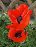 Mohn2.webp