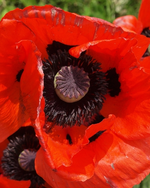 Mohn1.webp