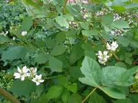 DSC01832.webp