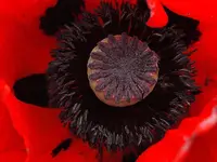 Mohn4.webp
