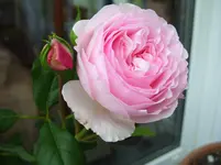 100_4774.webp