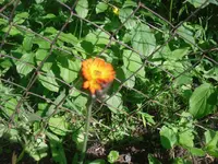 08.06.2010 036.webp