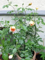 IMG_0706.webp