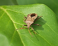 Lederwanze.webp