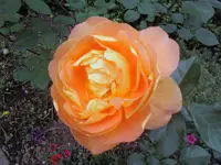 Austinrose.webp