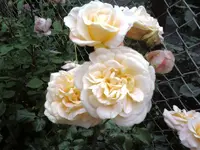 Castle Rose Kalmar.webp