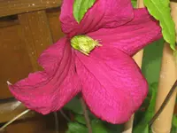 031.webp