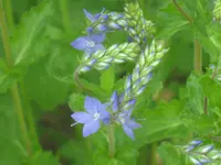 044.webp
