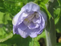 045.webp