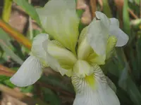 009.webp