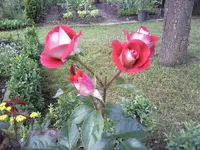 Fotos-0462.webp