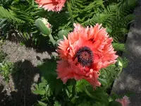 Garten Mai8 008.webp