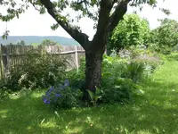 Garten Mai8 009.webp