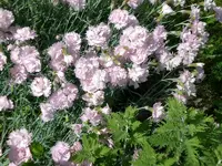 Garten Mai8 015.webp