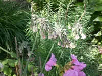 Garten Mai8 017.webp