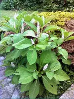 Bild0061.webp