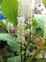 Bild0064.webp