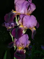 DSCI0952.webp