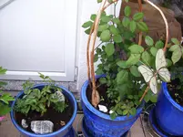 100_4794.webp