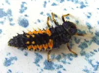 Käfer.webp
