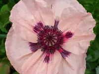 DSCI0957.webp