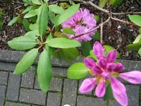 DSCF3460.webp
