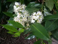 DSCF3463.webp