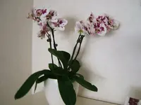 DSCF3451.webp