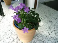 DSCF3457.webp