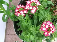 DSCF3470.webp