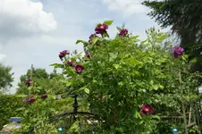 DSC03084.webp
