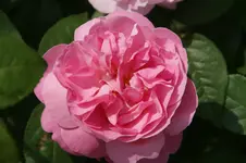 DSC03085.webp