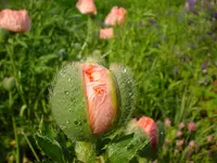 DSC04478.webp